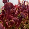 Przykładowe sprzedawane sztuki/ exemplary plants for sale 